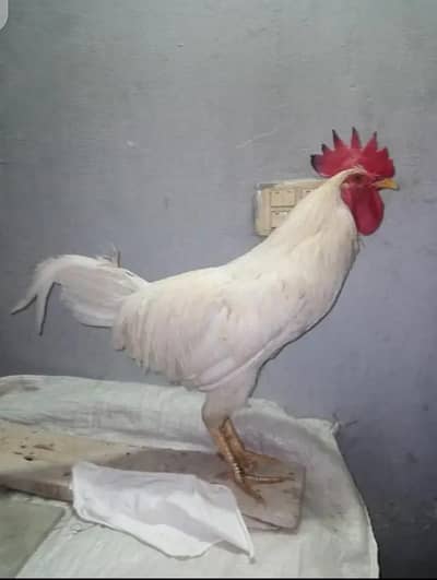 white desi murga