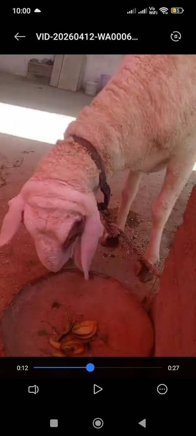 Dumba (Sheep) For Qurbani 2026