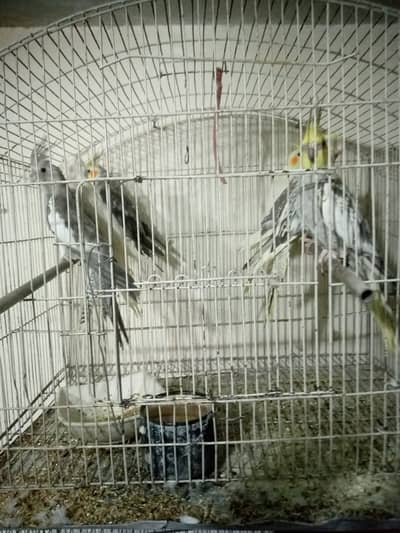 3 pairs breeding cocktail ND 3 pairs pathy cocktail parrots , lovebird
