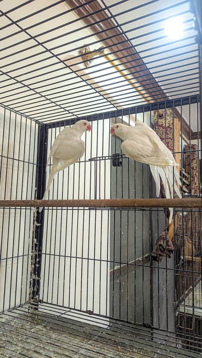 Parrot Full Jumbo Size Confirm Breader Pair