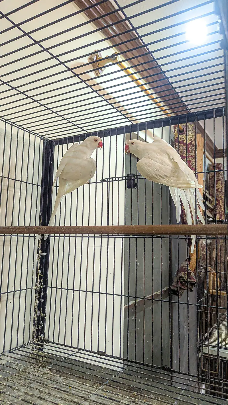 Parrot Full Jumbo Size Confirm Breader Pair