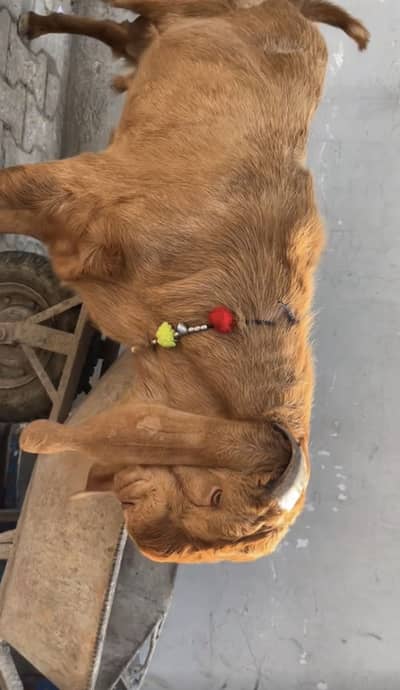 2 Dant Shera Bakra for sale