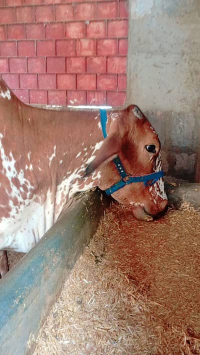 Qurbani 2026 bachia for sell.