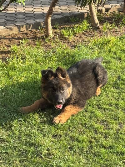 German Shepherd Double Coat Female
