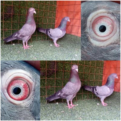 high flyi g joro wLy pigeon. . . read full add. . 03201447384