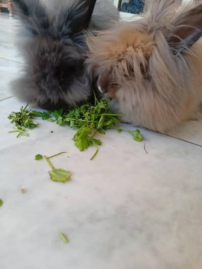 English angora  pair