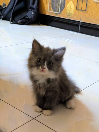 Persian Kitten