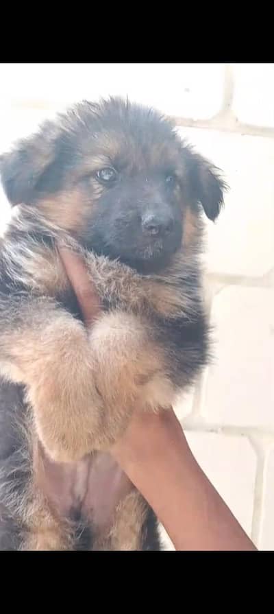 long coat male puppy