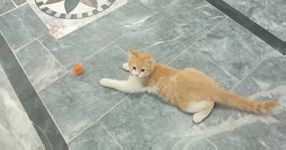 Persian Cat Pair | 2x Male | Ginger Color | 9 Months | Lahore