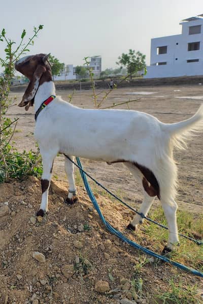 Gulabi Path Beautiful do Dant and Kamori khassi Bakra