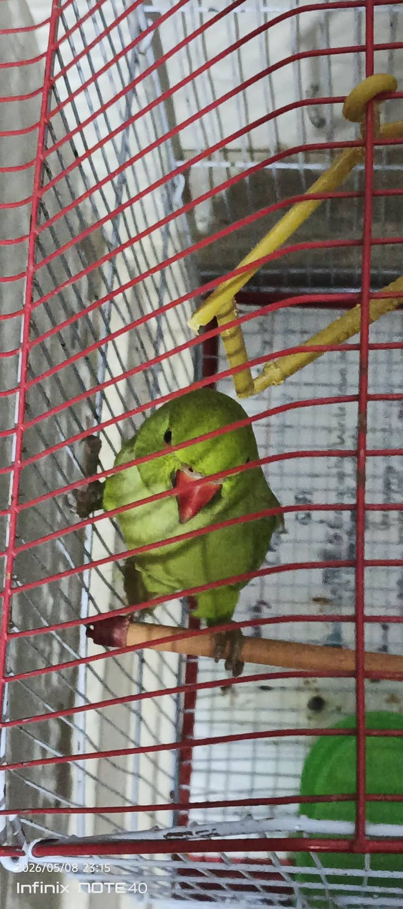 ringneck 1