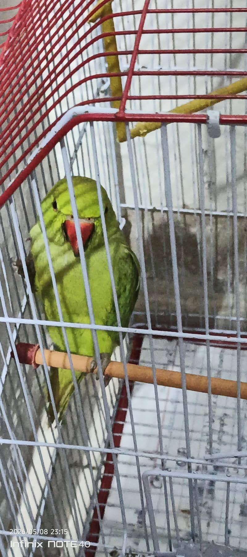 ringneck 2