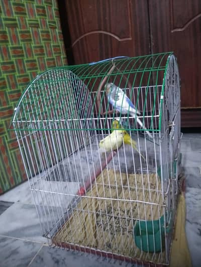 yeh birds pinjray ke sath hai