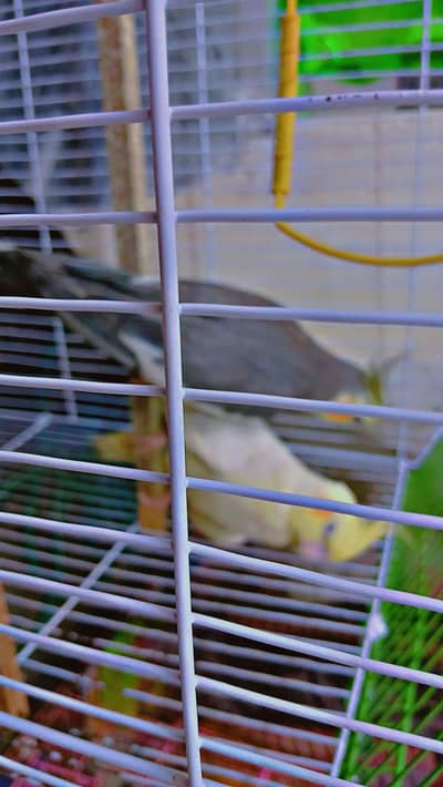 coctail parrot