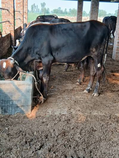 bull for qurbani