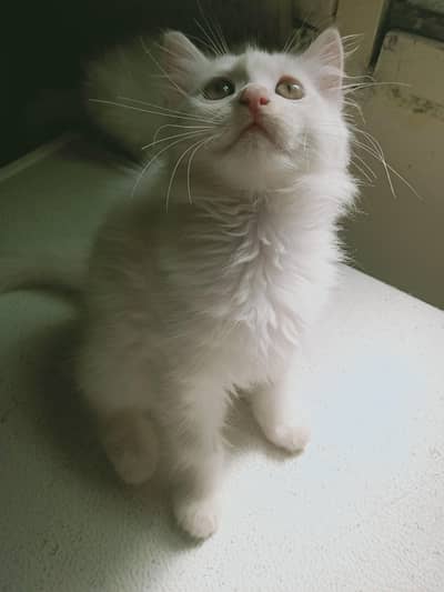 Persian cat for sale