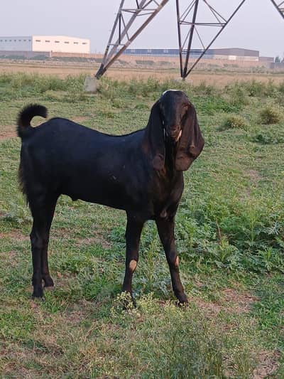 bakra for qurbani