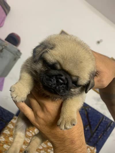 pug male puppy