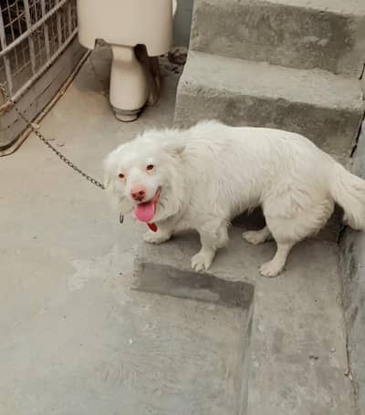RUSSIAN MALE FOR SALE AGE 2 SAAL MOBILE NUMBER 03127266017