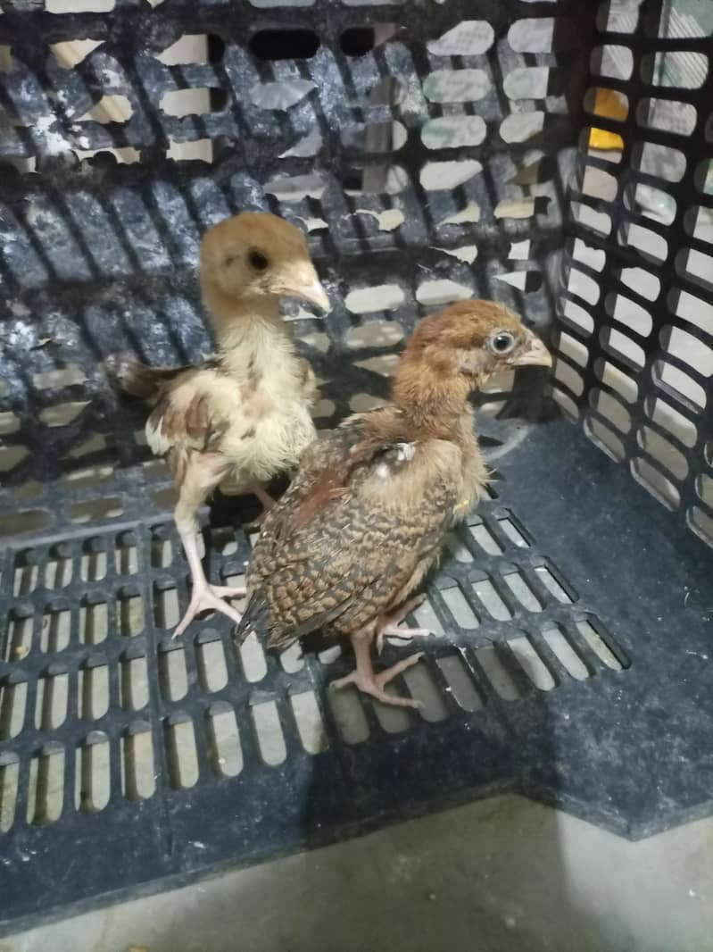 aseel chicks 0