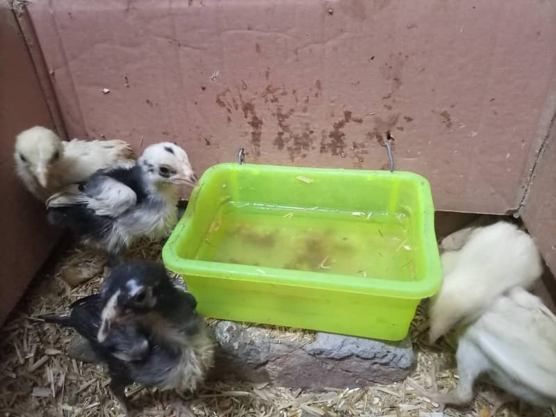 aseel chicks 2