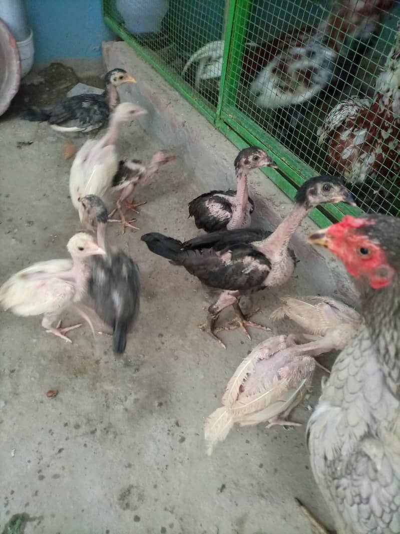 aseel chicks 3