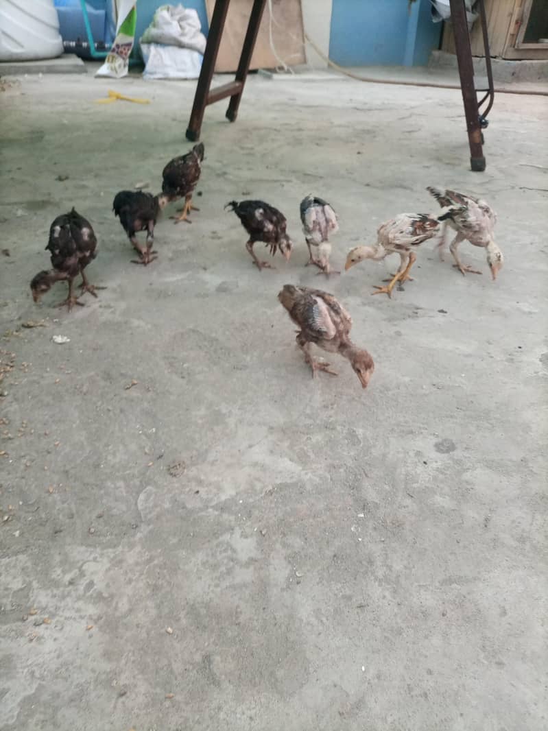 aseel chicks 4