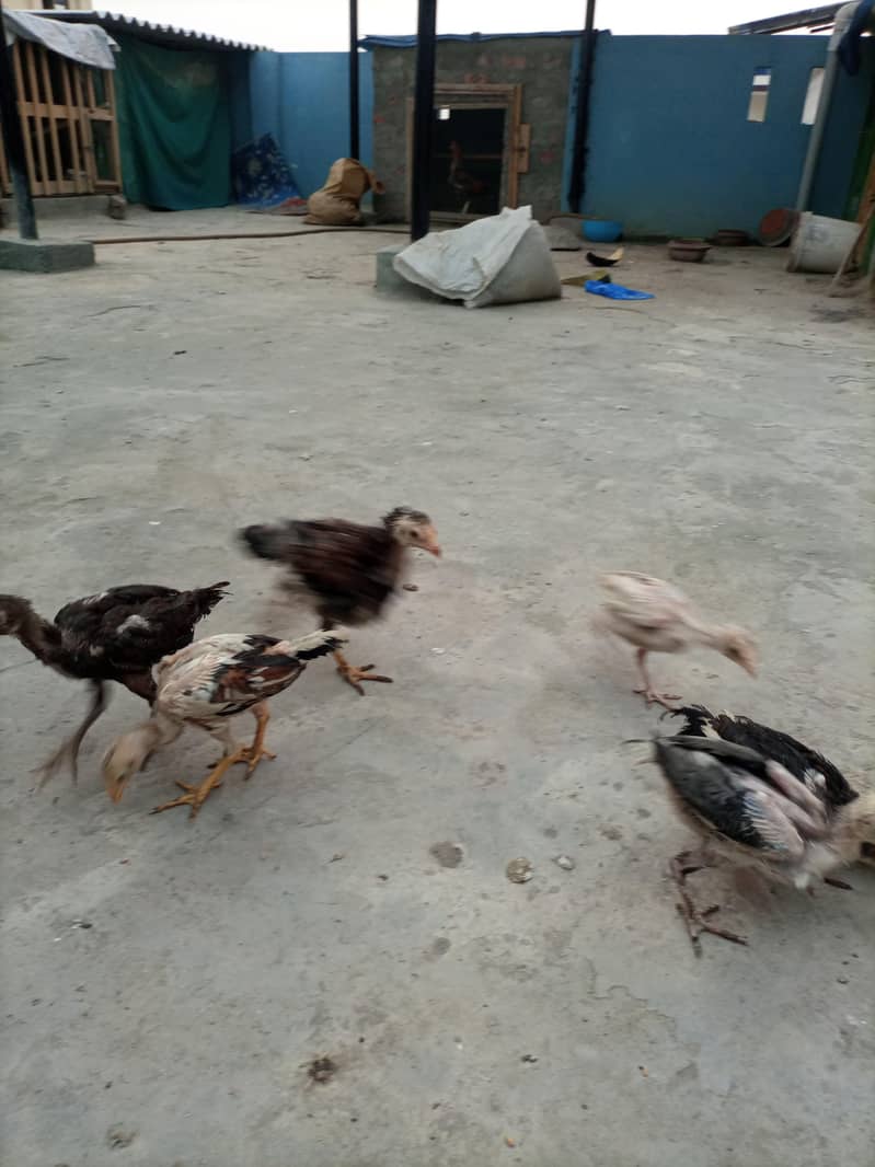 aseel chicks 5