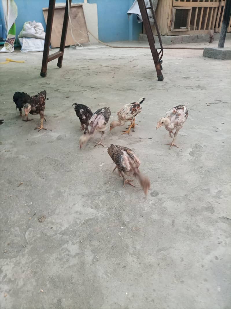 aseel chicks 6