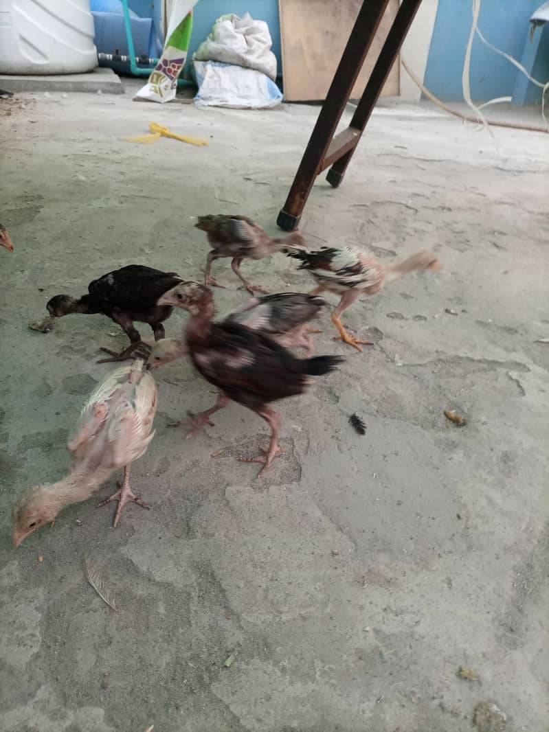 aseel chicks 7