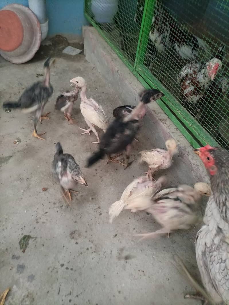 aseel chicks 8