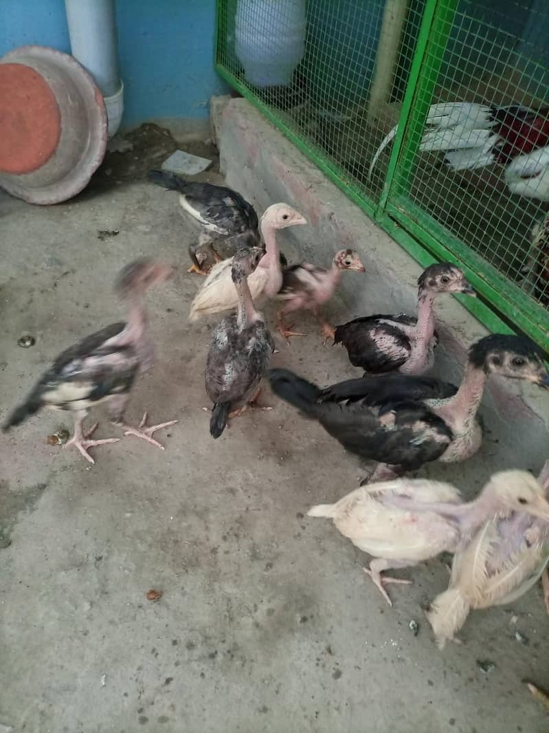 aseel chicks 9