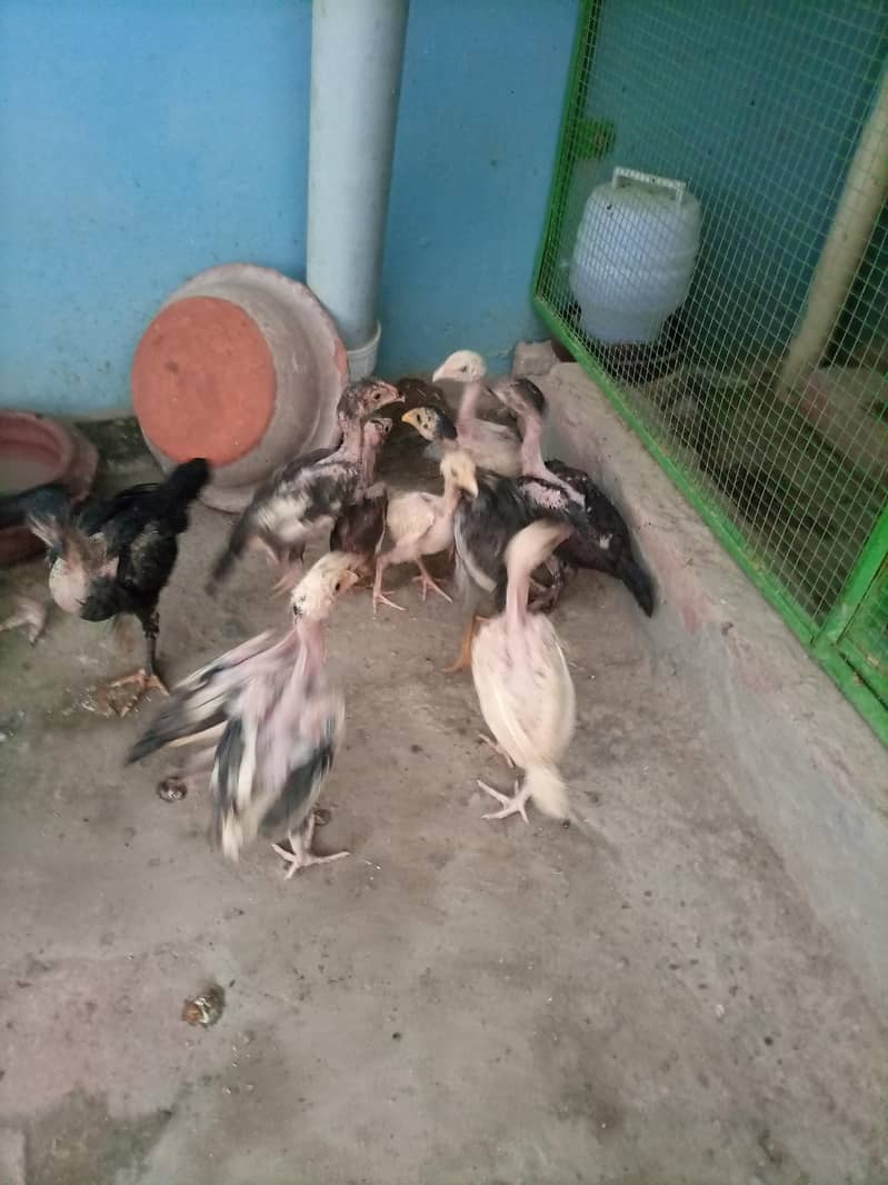 aseel chicks 10
