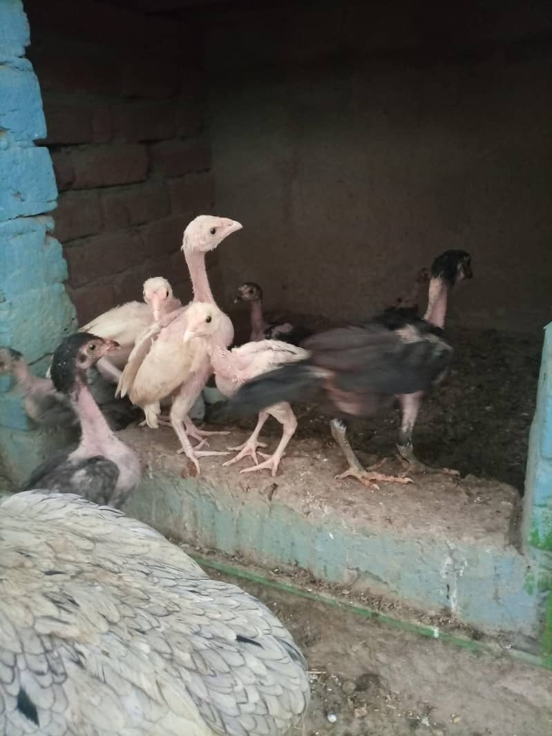 aseel chicks 11
