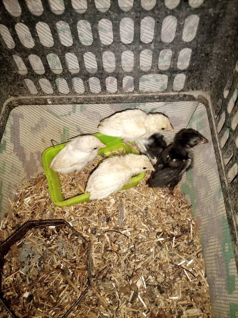 aseel chicks 13