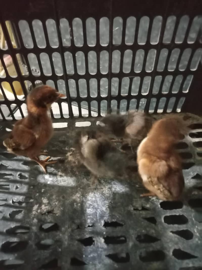 aseel chicks 14