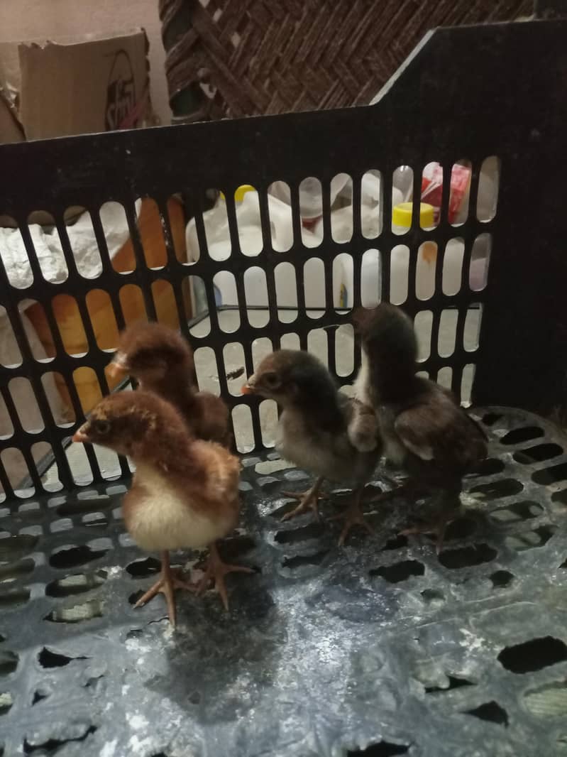 aseel chicks 15