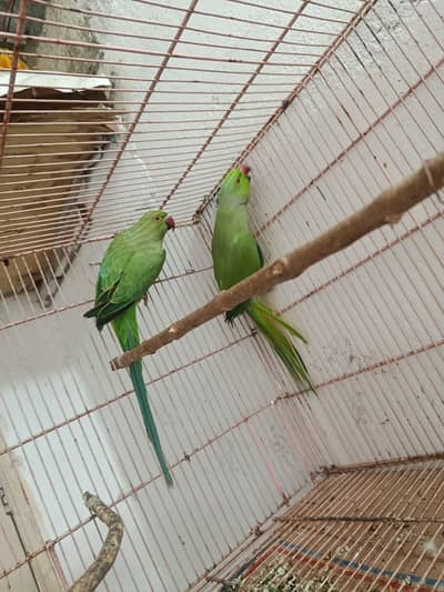 ring neck breaker pear without cage contact call r what's