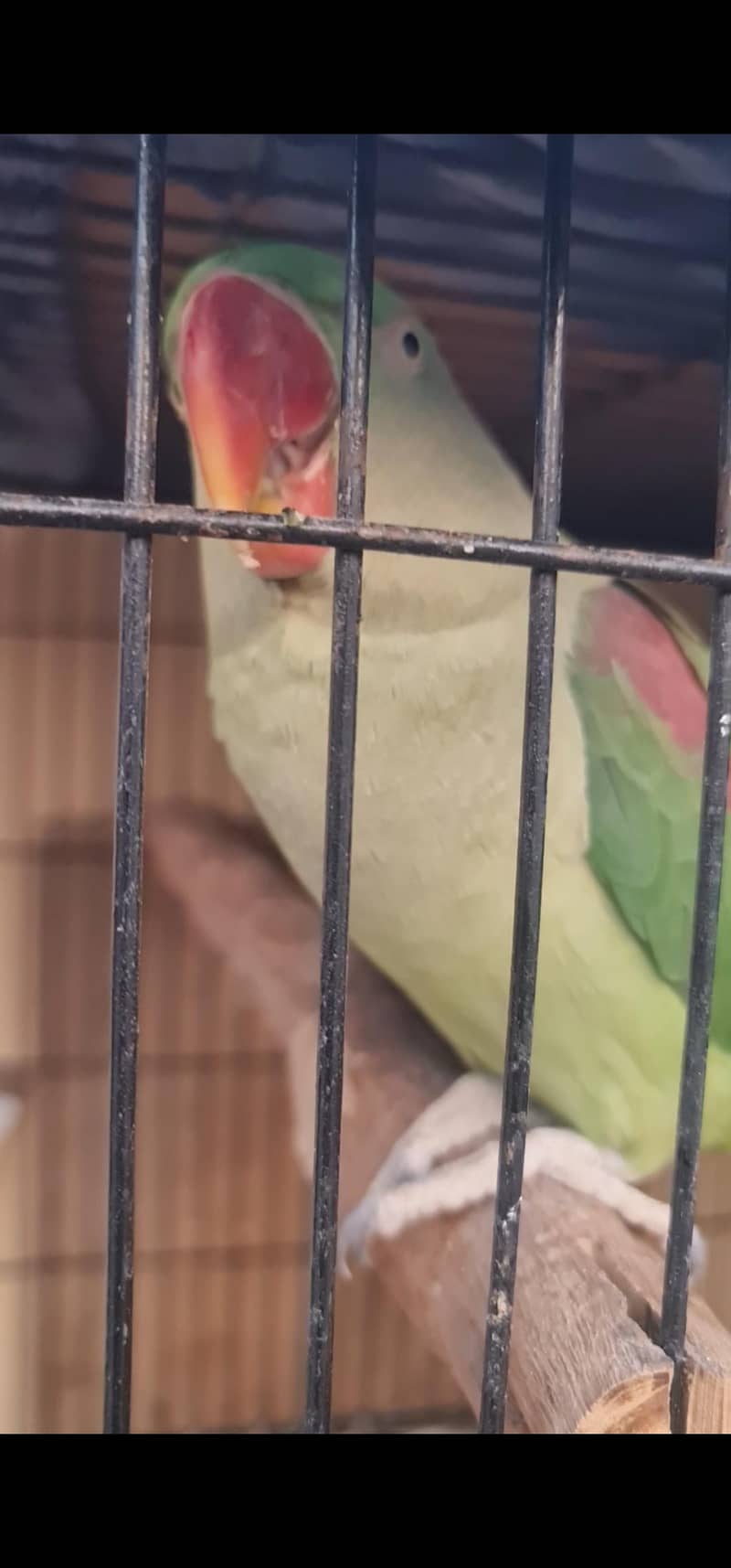 Raw parrot Bolna wala pair 1