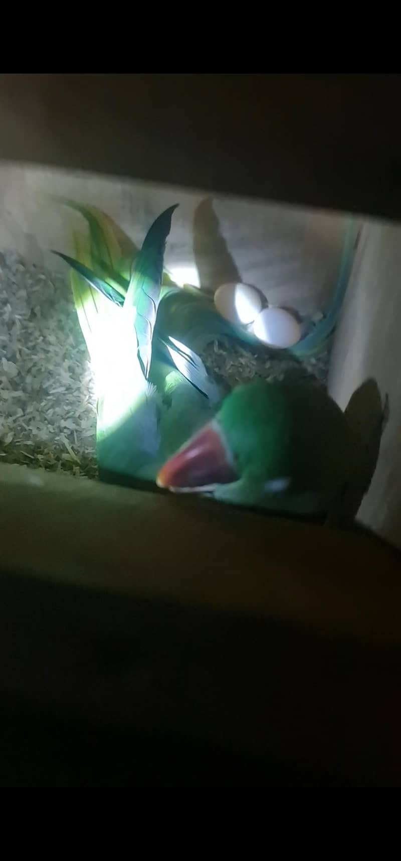 Raw parrot Bolna wala pair 3