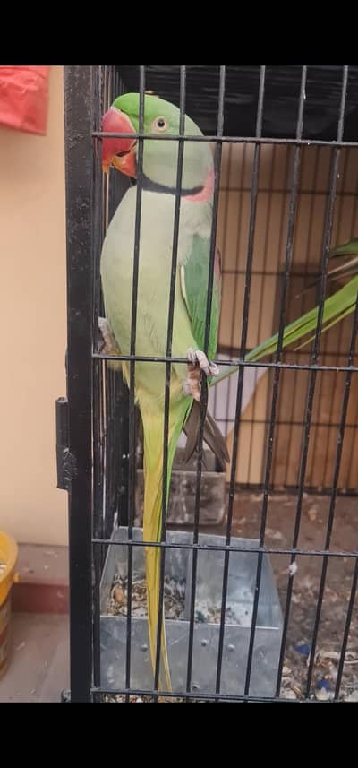 Raw parrot Bolna wala pair