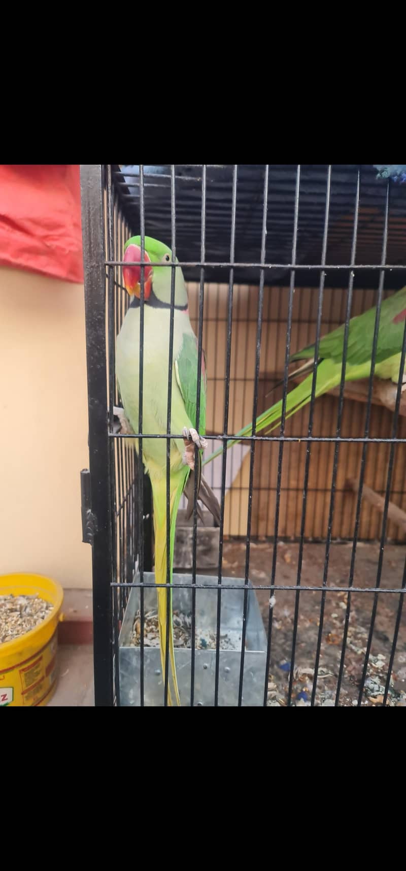Raw parrot Bolna wala pair 4