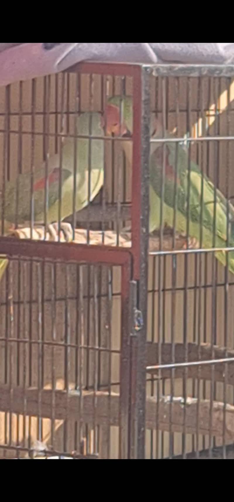 Raw parrot Bolna wala pair 5