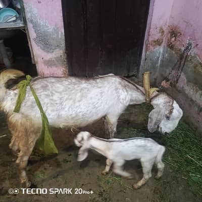 Goat for sale