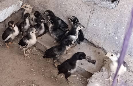 pure aseel.   03135017027