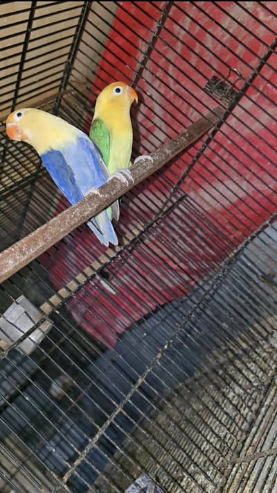 Parblue Opline Split Palefellow 100% breeder pair