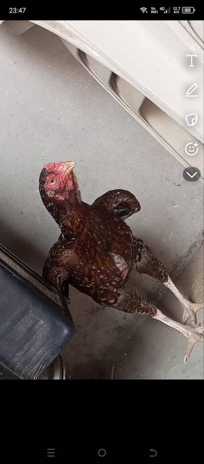 trio for sale one adult male and two females
