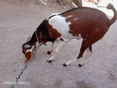 desi bhitar Bakra qurbani ke liye 03412135882