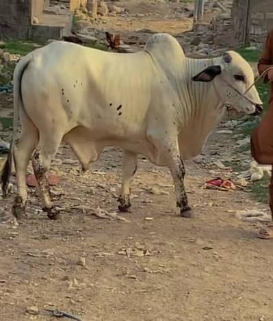 chitkabry bachra