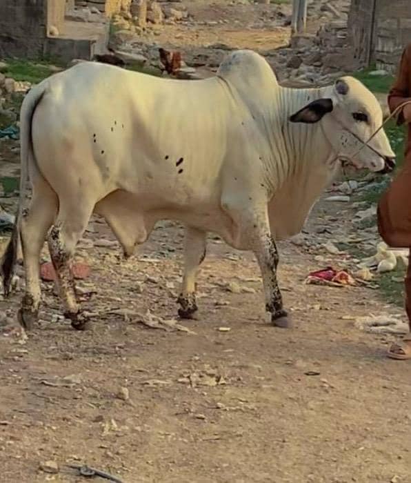 chitkabry bachra 0